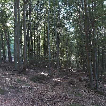 Appartement An Der Bicke Dehringhausen Buitenkant foto